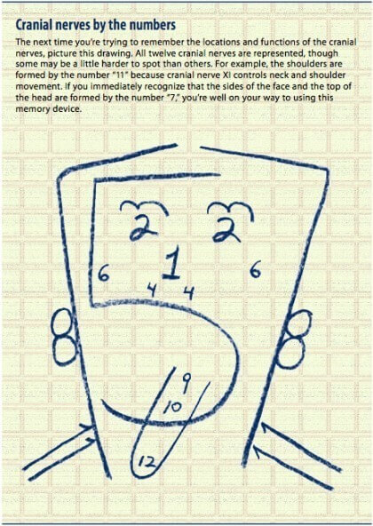 Cranial nerves by the numbers