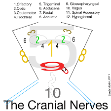 Cranial nerves by the numbers