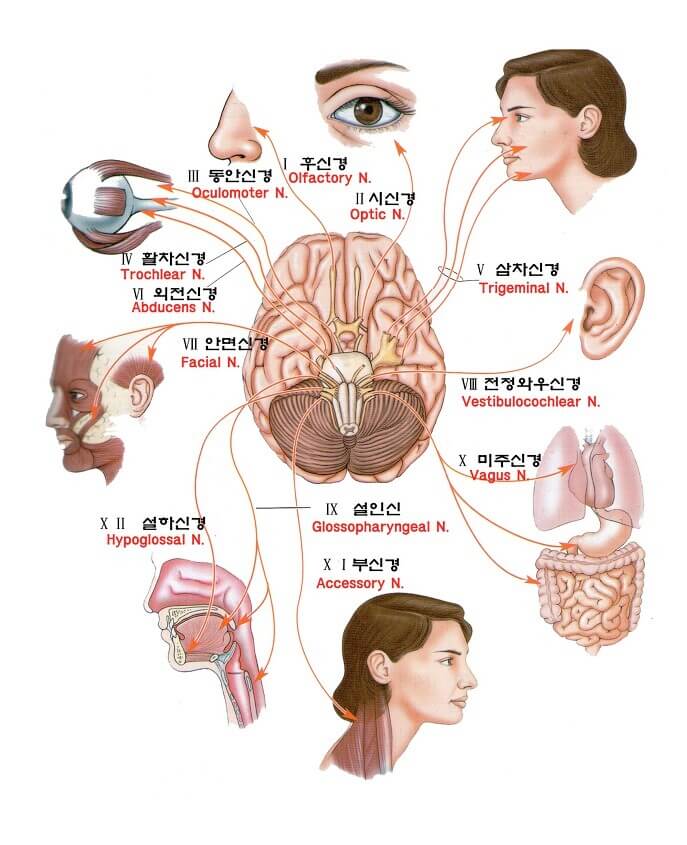 뇌신경 그림